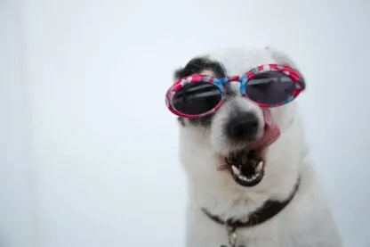 Serviços de saúde animal: quando procurar ajuda profissional
