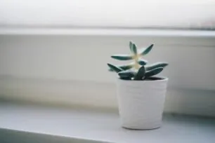 Como combinar iluminação e estrutura para aumentar a produtividade das plantas: Guia prático e técnicas comprovadas